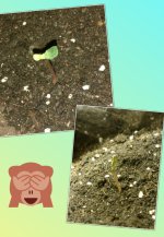 CollageMaker_20181113_140415931.jpg