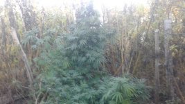20181106_145630.jpg