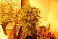 DSC_0456 - копия.JPG