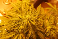 DSC_0457 - копия.JPG