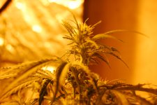 DSC_0458 - копия.JPG