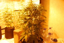 DSC_0459 - копия.JPG