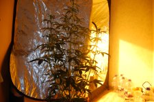 DSC_0460 - копия.JPG