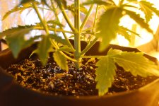 DSC_0461 - копия.JPG