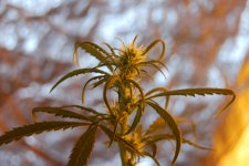 DSC_0462 - копия.JPG