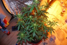 DSC_0463 - копия.JPG