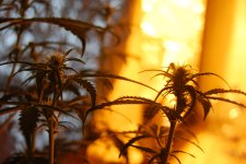 DSC_0464 - копия.JPG