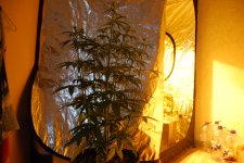 DSC_0465 - копия.JPG