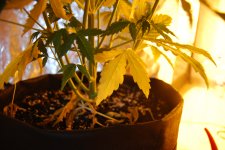 DSC_0466 - копия.JPG