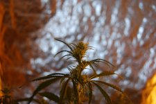 DSC_0467 - копия.JPG