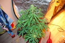 DSC_0468 - копия.JPG