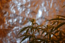 DSC_0469 - копия.JPG