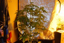 DSC_0470 - копия.JPG