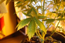 DSC_0471 - копия.JPG