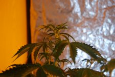 DSC_0472 - копия.JPG