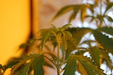 DSC_0473 - копия.JPG