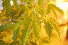 DSC_0474 - копия.JPG