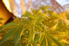 DSC_0475 - копия.JPG