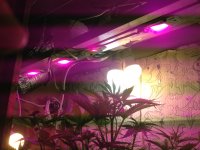 IMG_0708.JPG IMG_0708.JPG