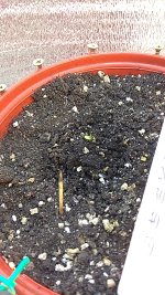 IMG_20181118_183026_999.jpg