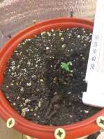 IMG_20181120_213025_187.jpg