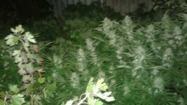 20181103_210625.jpg