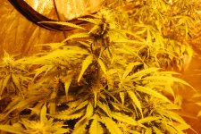 DSC_0477 - копия.JPG