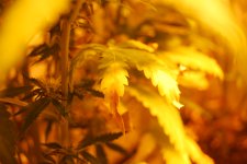 DSC_0480 - копия.JPG