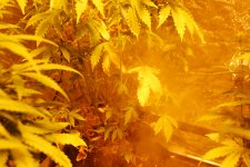 DSC_0481 - копия.JPG