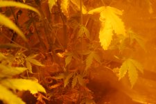 DSC_0482 - копия.JPG