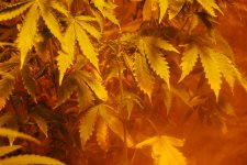 DSC_0483 - копия.JPG