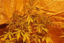 DSC_0484 - копия.JPG