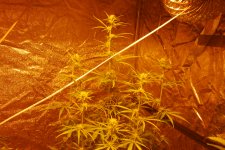 DSC_0485 - копия.JPG