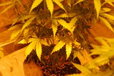 DSC_0486 - копия.JPG