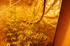 DSC_0487 - копия.JPG