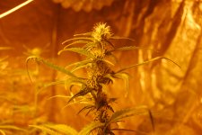 DSC_0488 - копия.JPG