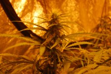 DSC_0489 - копия.JPG