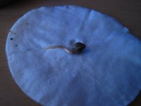 IMG_6496.JPG