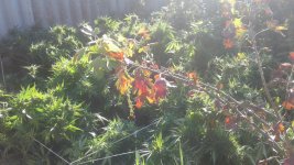 20181106_135140.jpg