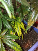 20181125_074051.jpg