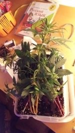 20181126_235742.jpg