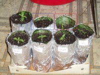 ТАКТ и BL - дней 5-6,  Хейз-II (синим) - 3 дня,  остальные - 2 недели (!!!)  красным - Guerill...JPG