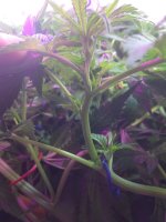 IMG_0752.JPG IMG_0752.JPG