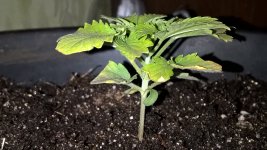 WP_20181126_23_57_19_Pro_LI.jpg