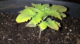 WP_20181126_23_57_28_Pro_LI.jpg