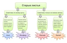 older-leaves-full.jpg