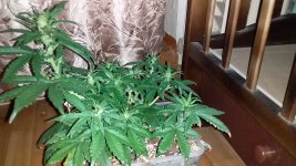 20181130_214925.jpg