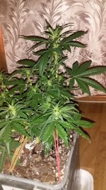 20181130_214858.jpg