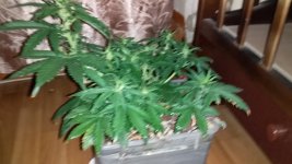 20181130_214920.jpg