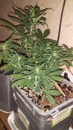 20181202_172251.jpg